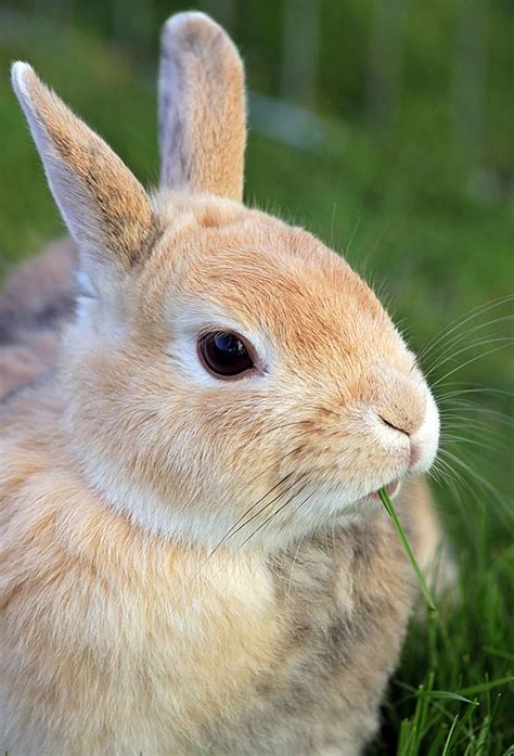 Rabbit Names The Best Names For Brilliant Bunnies