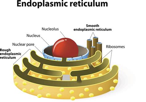 Endoplasmic Reticulum In Animal Cell Cellular Garbage Disposal