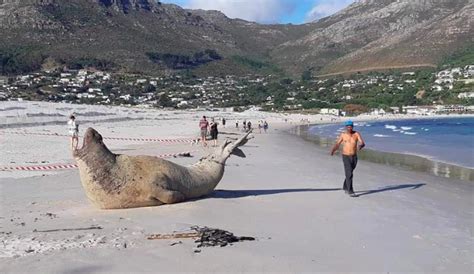 Southern Elephant Seal Pays Hout Bay A Visit