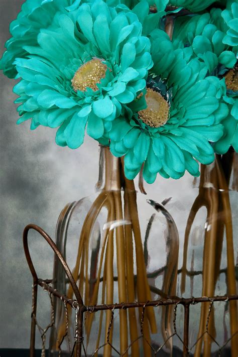 Gerbera Daisy Stem Turquoise 9in Pack Of 24