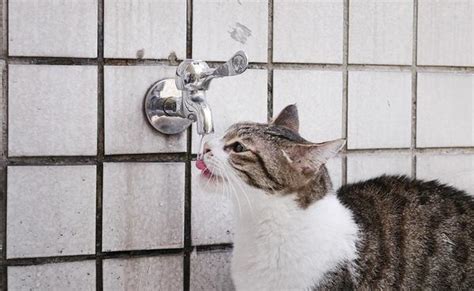 Indoor cats are very clean and rarely need baths unless they get into messes. How Often Should I Bathe My Cat? | Perromart Singapore ...