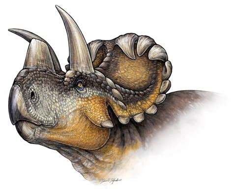New Horned Dinosaur Cousin Of Triceratops Discovered Discover Magazine