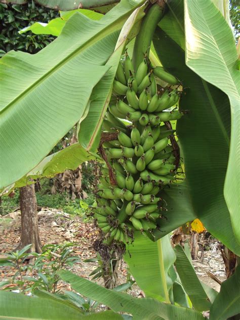 Pokok pisang kaki di tanah rata, cameron. Hang Kebun: PELBAGAI JENIS PISANG