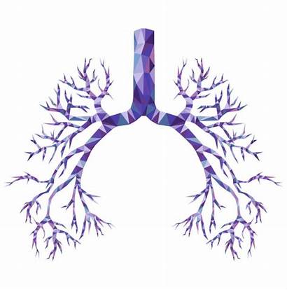 Bronchus Trachea Human Carina Respiratory System Clip