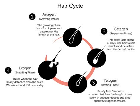 Discover 125 Hair Fall Cycle Super Hot Vn
