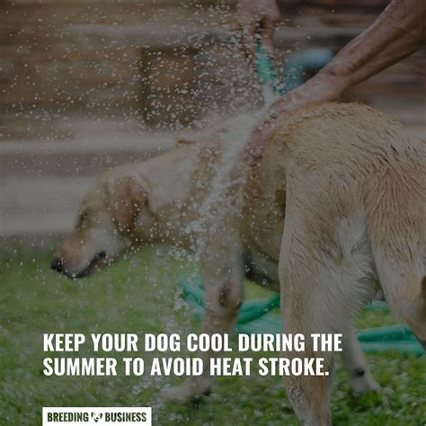 How To Keep Dogs Cool Outside In The Summer Methods W Faq