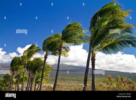 Palm Trees Blowing In The Wind On The Big Island Of Hawaii Hawaii Usa