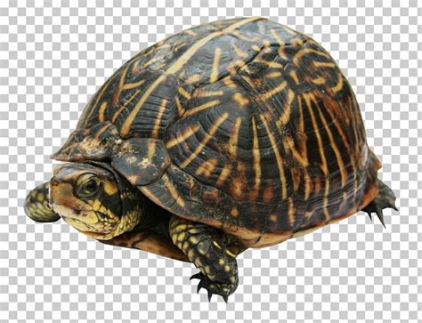 Turtles Green Clipart Box Turtle Pictures On Cliparts Pub 2020 🔝