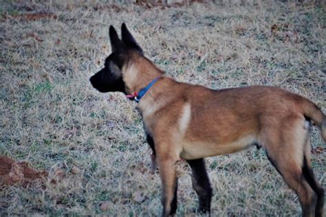 Call me for more info on 0824804835.read more. Belgian Shepherd Dog (Malinois) Puppies For Sale | Noble ...