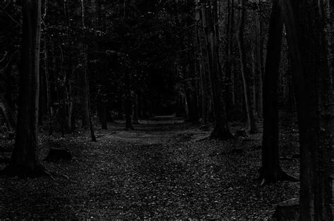 Dark Path Dark Forest Alone In The Dark Scary