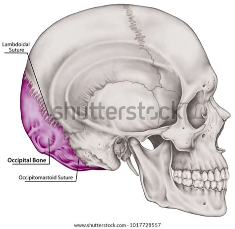 Occipital Bone Cranium Bones Head Skull Stock Illustration 1017728557