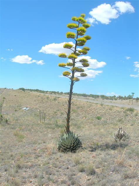 Parrys Agave The Arizona Native Plant Society