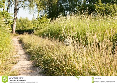 Dirt Road In The Forest With High Grass In Summer Stock Photo Image