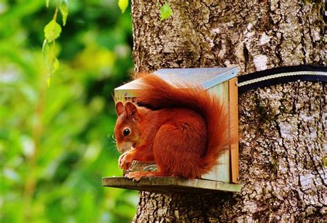 Brown Squirrel On Gray Wooden House On Tree · Free Stock Photo