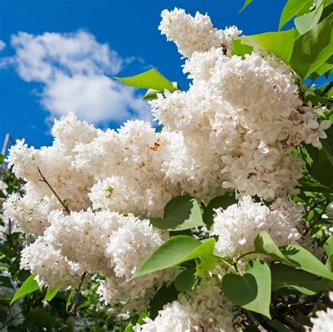 Lilac Plant Types Learn About Different Varieties Of Lilac