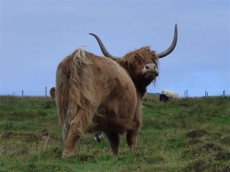 Where To See Hairy Highland Coos Secret Scotland 2022