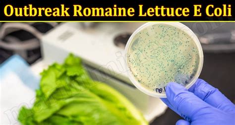 Outbreak Romaine Lettuce E Coli Aug Grab Knowledge