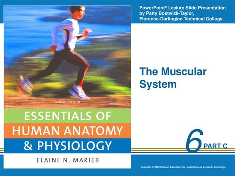 Ppt The Muscular System Powerpoint Presentation Free Download Id