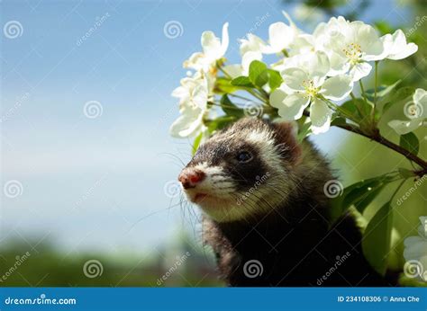 A Ferret Under A Branch Of An Apple Tree In Blossom Stock Photo Image