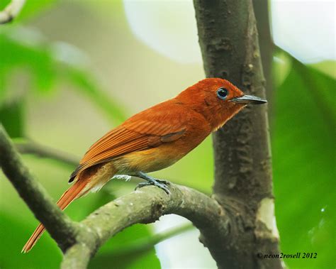 Rufous Paradise Flycatcher Philippine Bird Photography Forum
