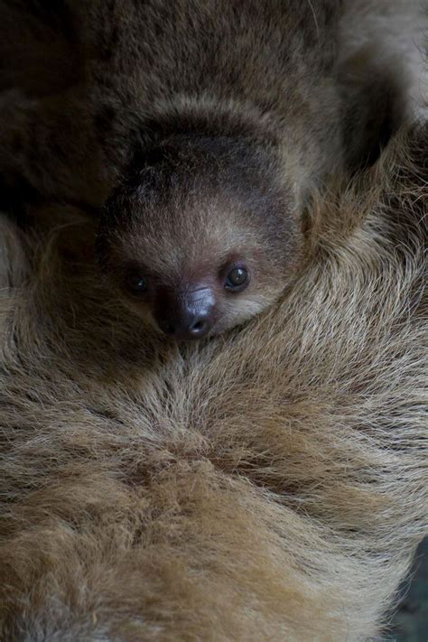 Surprise Sloth Baby Is A London Zoo First Zooborns Baby Sloth