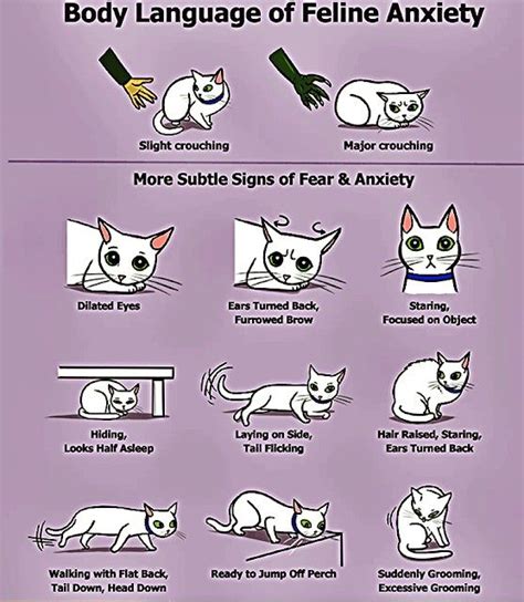 Feline Body Language Understanding Your Cat