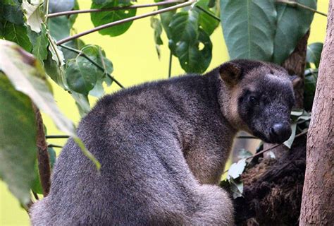 Top Ten Adorable Australian Animals Tropic Wings Cairns Tours