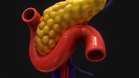 Pancreas Human 3d Model Cgtrader