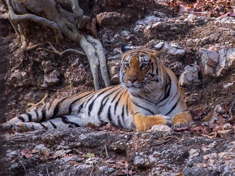 Pench Tiger Reserve Wildlife Safari Roaming Owls