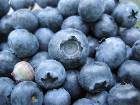 Firmenich Names Classic Blueberry The 2020 Flavor Of The Year