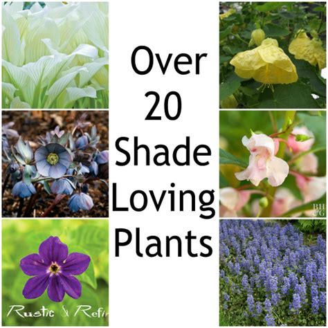 Dravensynergy Shade Loving Flowers Annuals Annual Flowers For Shade
