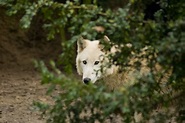 Basel Zoo - White Wolf | Antonio di Biasio | Flickr