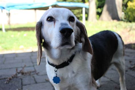 Billie 12 Year Old Beagle Would Like To Go Home With You