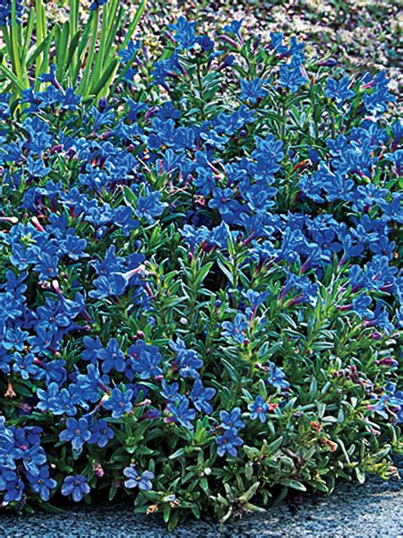Heavenly Blue Lithodora Diffusa Heavenly Blue Flowers Perennials