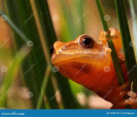 Spring Peeper Frog On Grass Stock Photo Image Of Pseudacris Marsh