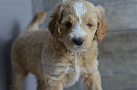 Use the search tool below and browse adoptable goldendoodles! Medium, Mini & Petite Goldendoodle Puppies for sale in ...