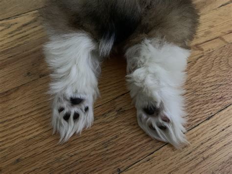 Cutest Paws I Ever Did See Rmademesmile
