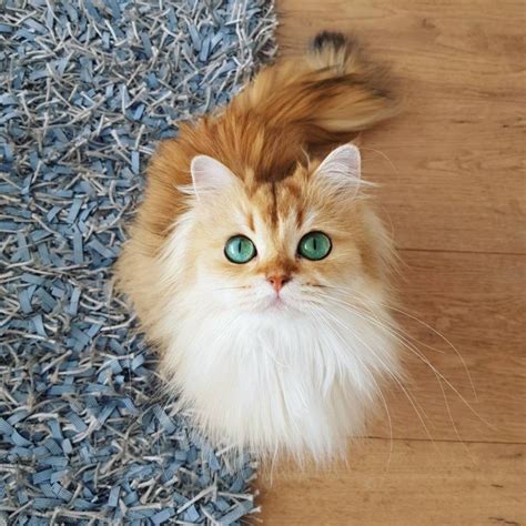 Meet Smoothie The Most Photogenic Cat In The World Whos Too Purrfect