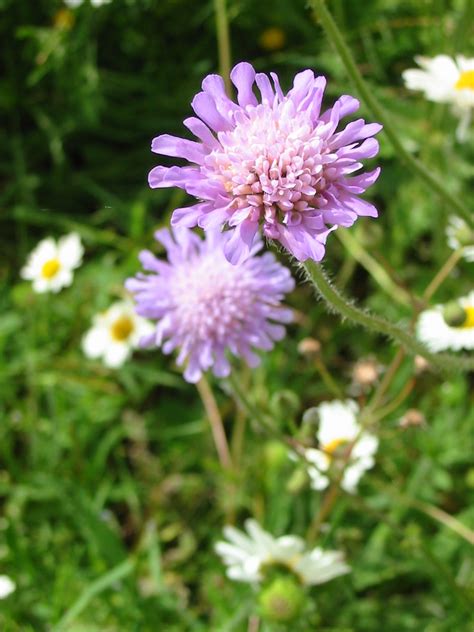 Field Scabious Seed Knautia Arvensis Uk Delivery Naturescape