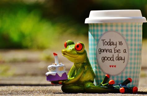 Free Images Coffee Sweet Cute Cup Green Color Frog Amphibian