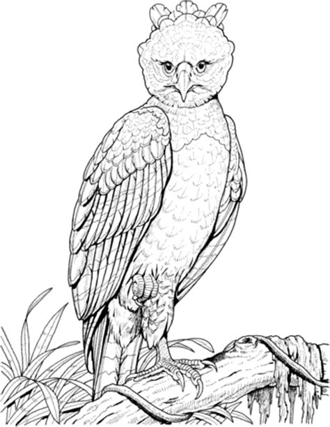 It is found all over the world. Harpy Eagle coloring page | SuperColoring.com