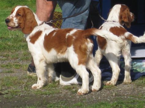 welsh springer spaniel puppies | ..at the swedish ...