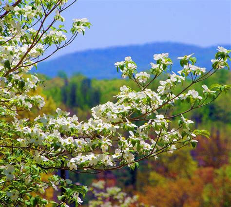 Dogwood Blooms In The North Carolina Mountains Wildflowers Wild