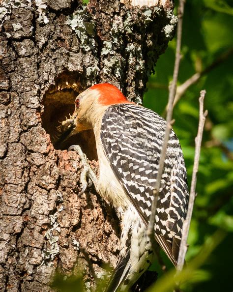 Red Bellied Woodpecker Tending The Nest Shutterbug