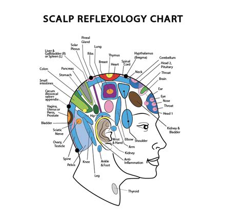 scalp reflexology benefits and uses healthy huemans