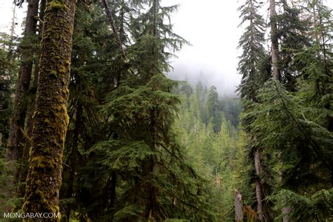 Temperate Rain Forest In The Pacific Northwest