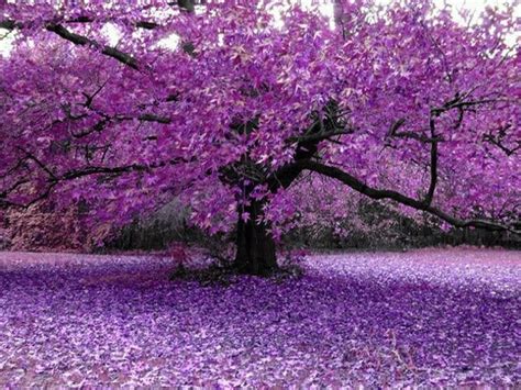 Purple Tree Beautiful Pinterest