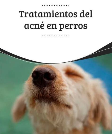 Tratamientos Del Acné En Perros El Acné Es Una Enfermedad Cutánea De