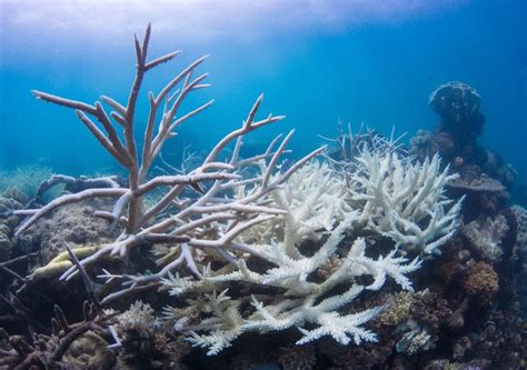 Great Barrier Reef Suffers Sixth Mass Bleaching Event