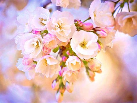 Cute Pretty Flower Pictures 55 Beautiful Pictures Of Flowers For Your